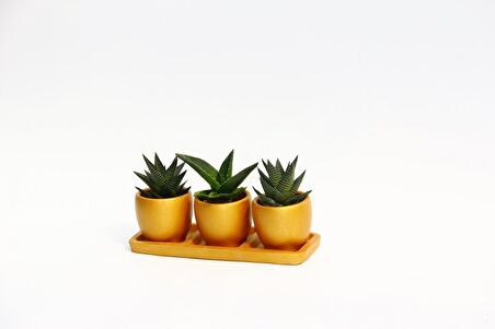 TRİO ORANGE HEDİYELİK SUKULENT SETİ - Haworthia, Aloe Ferox