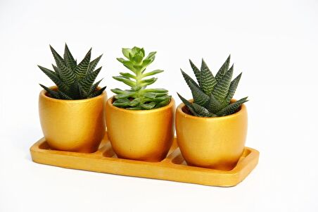 TRİO ORANGE HEDİYELİK SUKULENT SETİ - Haworthia, Echeveria
