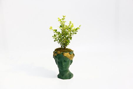 BONSAİ HELEN BUXUS - HEDİYELİK YEŞİL RENK