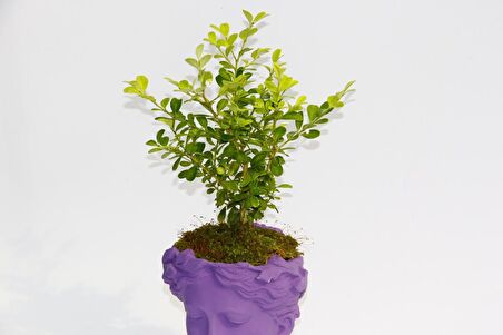 BONSAİ HELEN BUXUS - HEDİYELİK MOR RENK