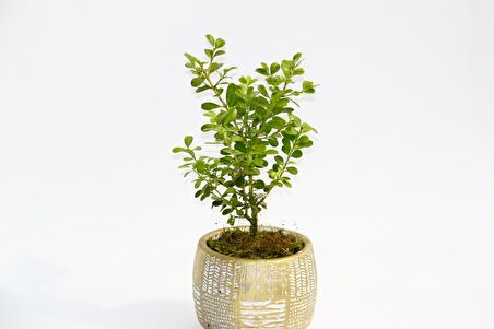 BONSAİ BUXUS - HEDİYELİK ARKAİK SAKSIDA