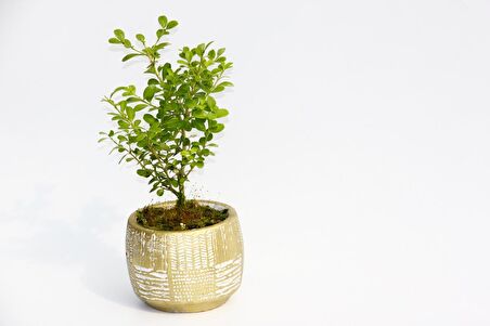 BONSAİ BUXUS - HEDİYELİK ARKAİK SAKSIDA