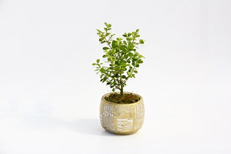 BONSAİ BUXUS - HEDİYELİK ARKAİK SAKSIDA