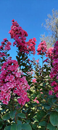 "Pembe Oya Ağacı Fidanı (Lagerstroemia indica) - Bahçenize Renk ve Zarafet Katın"50-70 cm tüplü