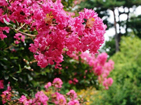 "Pembe Oya Ağacı Fidanı (Lagerstroemia indica) - Bahçenize Renk ve Zarafet Katın"50-70 cm tüplü