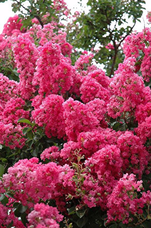 "Pembe Oya Ağacı Fidanı (Lagerstroemia indica) - Bahçenize Renk ve Zarafet Katın"50-70 cm tüplü