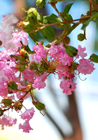 "Pembe Oya Ağacı Fidanı (Lagerstroemia indica) - Bahçenize Renk ve Zarafet Katın"50-70 cm tüplü