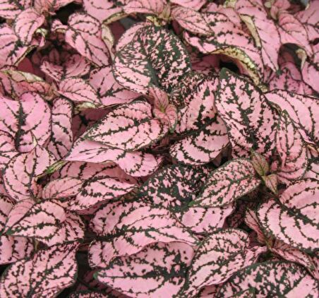 Pembe Yeşil Fittonia Hostes Çiçeği Çilli Yaprak Güzeli 
