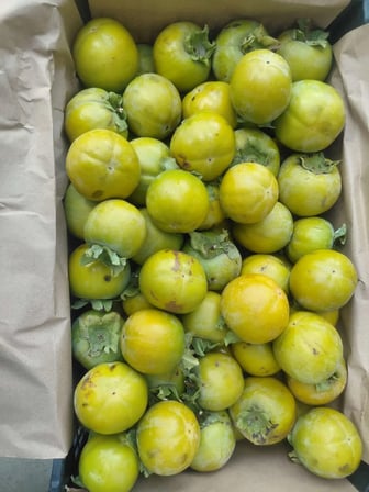 Hatay hurma 10kg