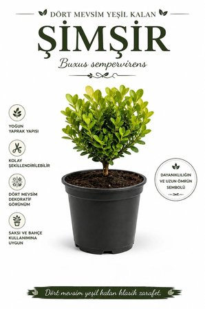 Şimşir (Buxus Sempervirens) 1 Lt Saksılı 15-25 Cm Her Dem Yeşil Dekoratif Bahçe Bitkisi
