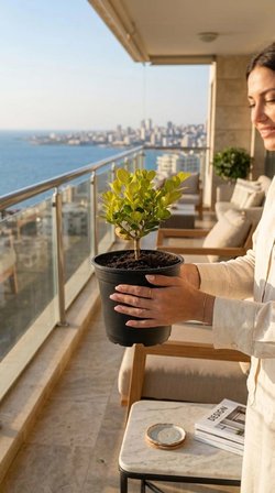 Şimşir (Buxus Sempervirens) 1 Lt Saksılı 15-25 Cm Her Dem Yeşil Dekoratif Bahçe Bitkisi