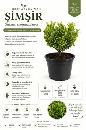 Şimşir (Buxus Sempervirens) 1 Lt Saksılı 15-25 Cm Her Dem Yeşil Dekoratif Bahçe Bitkisi