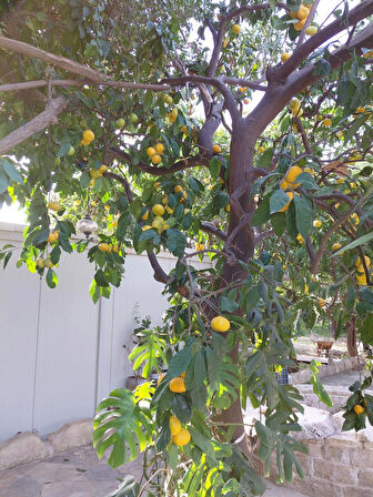 Hatay Mandalina 10 Kg %100 Yerli üretim 