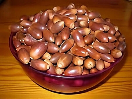 MEŞE PALAMUDU 100GR