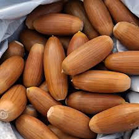 MEŞE PALAMUDU 100GR