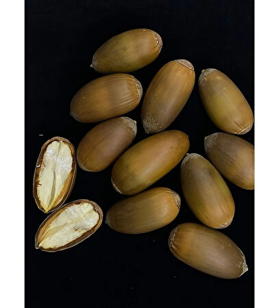 MEŞE PALAMUDU 100GR