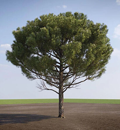 Doğal Güzellik: 1 Adet Fıstık Çamı Fidanı (Pinus pinea) - Dayanıklı ve Zarif 1-2 yaş tüplü