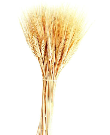Kurutulmuş buğday başağı 1 bağ