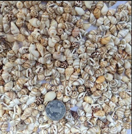 Mini deniz kabuğu 100 gr