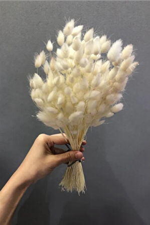 Krem rengi Doğal kuru pamuk otu 1 bağ