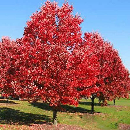 60-80 cm Kırmızı Yapraklı Amerikan Meşesi (Quercus rubra) Fidanı - Muhteşem Sonbahar Renkleri ve Dayanıklı Ağaç