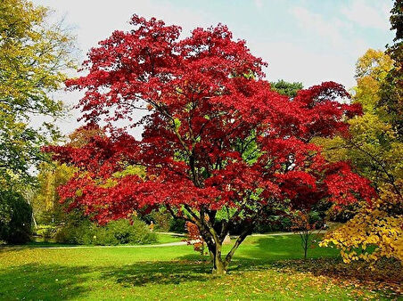 60-80 cm Kırmızı Yapraklı Amerikan Meşesi (Quercus rubra) Fidanı - Muhteşem Sonbahar Renkleri ve Dayanıklı Ağaç