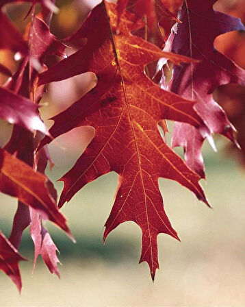 60-80 cm Kırmızı Yapraklı Amerikan Meşesi (Quercus rubra) Fidanı - Muhteşem Sonbahar Renkleri ve Dayanıklı Ağaç