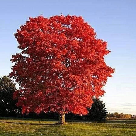 60-80 cm Kırmızı Yapraklı Amerikan Meşesi (Quercus rubra) Fidanı - Muhteşem Sonbahar Renkleri ve Dayanıklı Ağaç