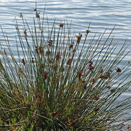 Juncus Acutus Keskin Uçlu Saz Fidanı 1-2 Yaş arası saksılı