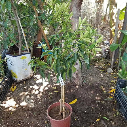 6 Yaş Aşılı Kamkat Süs Portakalı Fidanı, Saksıda