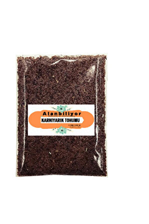 Karnıyarık Otu Tohumu Tane 1 Kg
