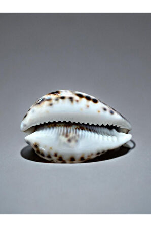 Dekoratif Üzerinde Kalkan Yazılı Ve Işlemeli Gerçek Deniz Kabuğu. 7cm. Krem