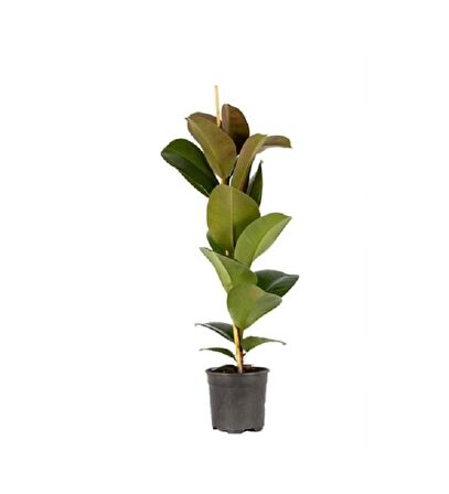 Kauçuk Çiçeği Tek Kök 70 80 cm Kauçuk Bitkisi Ficus Elastica İç Mekan Bitkisi