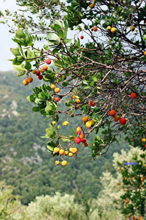 "Tüplü 2 Adet Kocayemiş Arbutus unedo - Dayanıklı ve Hızlı Yetişen Meyve Fidanları"