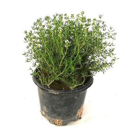 Saksılı Kekik Fidanı 10-20 Cm Potted Thyme Sapling
