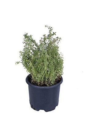 Saksılı Kekik Fidanı 10-20 Cm Potted Thyme Sapling