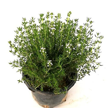 Saksılı Kekik Biberiye İkili Set 10-20 Cm 