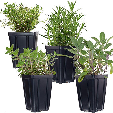 Kekik Itır İkili Set 10-20 Cm