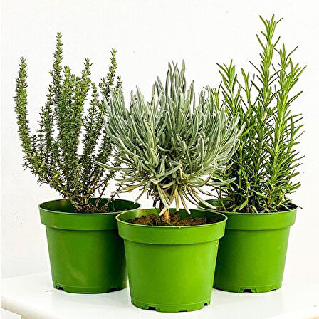 Kekik Nane Lavanta 3 Lü Set 10-20 Cm Aromatik Bitki Seti 