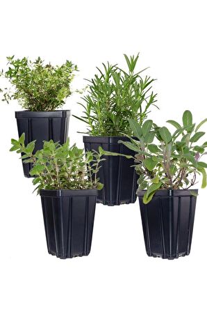 Saksılı Kekik Lavanta İkili Set 10-20 Cm