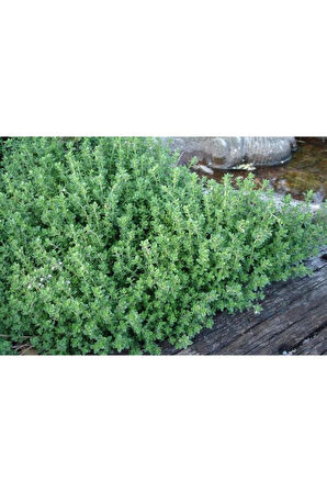 Kekik Tohumu Satureja Hortensis 100 Adet Thyme Seed