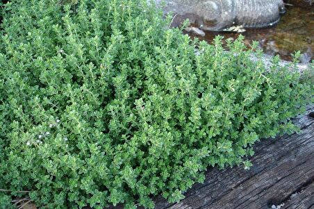 Kekik Tohumu Satureja Hortensis 100 Adet Thyme Seed