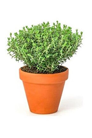 Kekik Tohumu Satureja Hortensis 100 Adet Thyme Seed