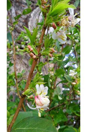 Kış Hanımeli Fidan Lonicera Fragrantissima ( Limon Kokulu )