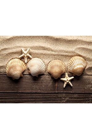 Deniz Kabukları Ve Deniz Yıldızı Kanvas Kanvas Canvas Tablo