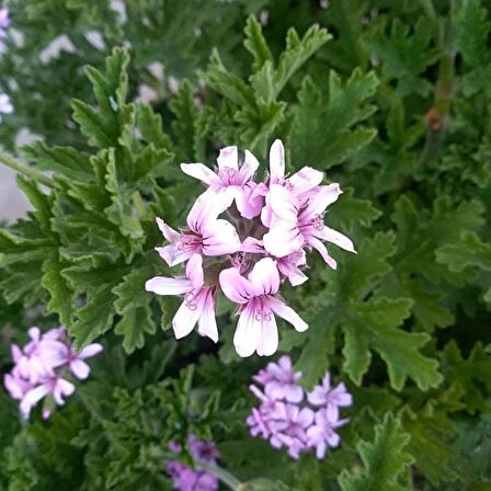 Gül Kokulu Pembe Sardunya Itır 15-25 Cm Pelargonium Graveolens