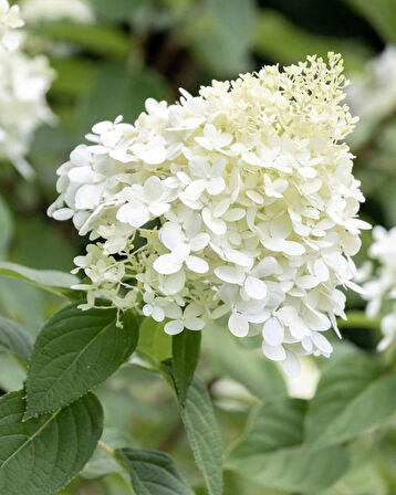 Beyaz Çiçekli Paniculata Ortanca Fidanı 1-2 yaş arası saksılı