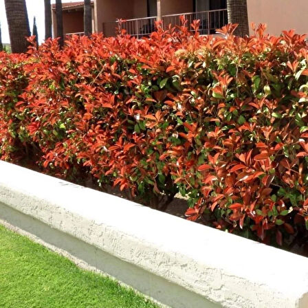 Alev Ağacı Fidanı Seti (Photinia fraseri) - 5 Adet, Gösterişli Kırmızı Yapraklı Çalı 2 yaş saksılı