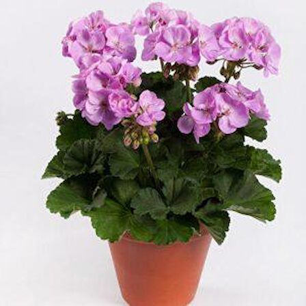 Lila Sardunya Çiçeği 10-20 Cm Potted Lilac Geranium Flower