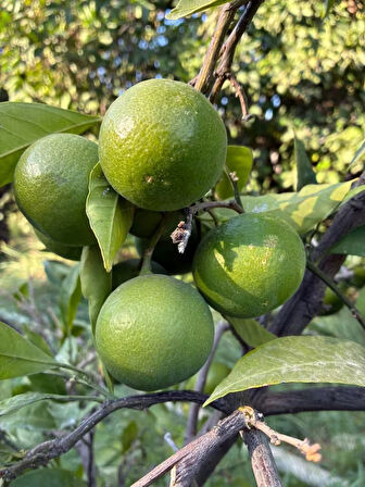 Mandalina(Mandarina) Erkenci